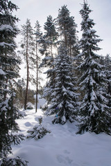 Winter day into the woods