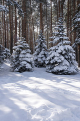 Winter day into the woods