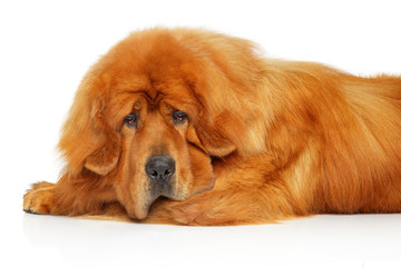Tibetan Mastiff dog lying on white background