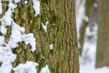 Tree bark with green moss and snow
