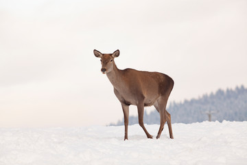 roe deer in winter snow