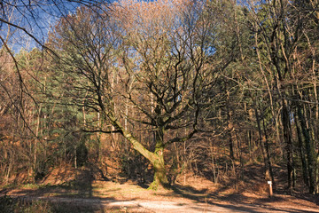 Panoramic view of a forest path on an autumn afternoon.