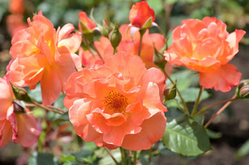 Orange roses in the Park
