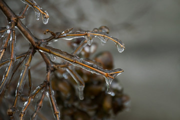 Branches of a tree covered with a thick layer of ice