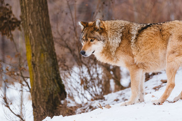Wolf in the winter forest