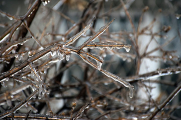 Branches of a tree covered with a thick layer of ice