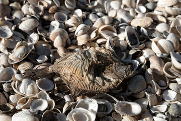 Dead dry bottom-dwelling fish on seashell beach by sea