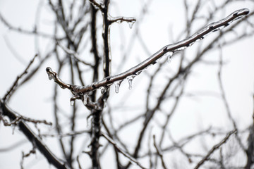 Fototapeta na wymiar Branches of a tree covered with a thick layer of ice