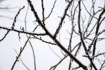 Fototapeta na wymiar Branches of a tree covered with a thick layer of ice