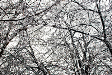 Branches of a tree covered with a thick layer of ice