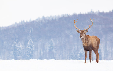 noble deer male in winter snow