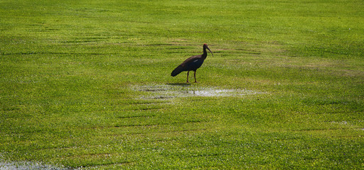 Sacred IBIS (Black ibis, Pseudibis papillosa)