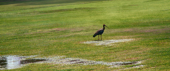 Sacred IBIS (Black ibis, Pseudibis papillosa)