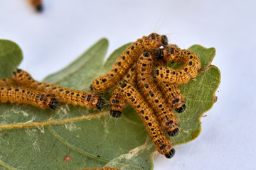 oak processionary moth on leaf