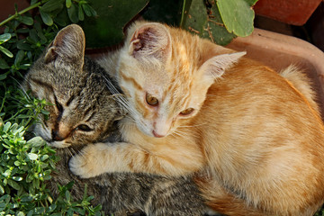 tenerezze tra fratelli; gattini a Polignano