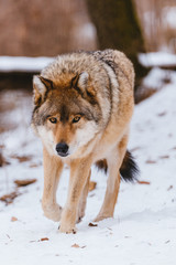 Obraz premium Wolf in the winter forest