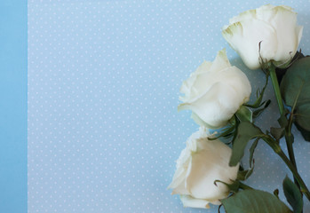 Fototapeta na wymiar white rose on blue background beautiful and tender symbol of love and fidelity