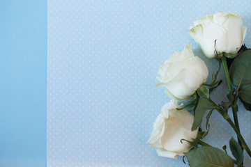 white rose on blue background beautiful and tender symbol of love and fidelity