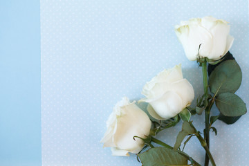 white rose on blue background beautiful and tender symbol of love and fidelity