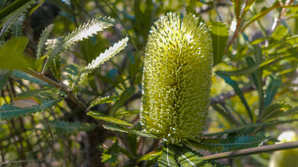 close up of a banksia integrifolia flower