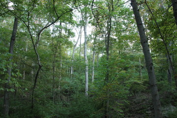 Obraz premium White trees