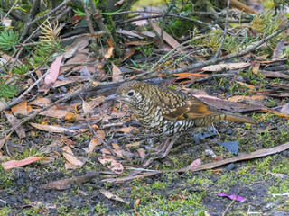close up of a bassian thrush feeding on the ground