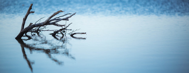 Dry trees submerged in the lake. The branches without leaves are reflected in the calm of the water on the blue salt lake of Cyprus in the city of Larnaca - Powered by Adobe