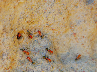macro shot of spinifex termites entering and exiting a cathedral termite mound in australia's northern territory