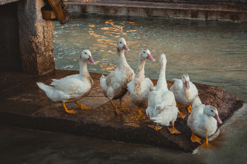 Geese in the lake of the viewpoint of Montes Claros, Monsanto, Lisbon, Portugal