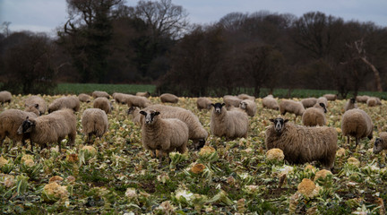 Suffolk Sheep Grazing