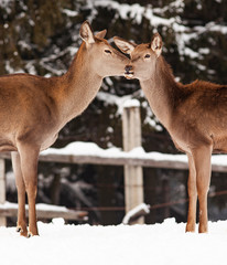roe deer in winter snow