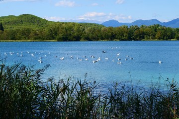 paesaggio naturale del lago di Banyoles il più grande lago della Catalogna, in provincia di Girona,Spagna. Di origine tettonica e carsica si formò nel Quaternario, circa 250.000 anni fa.