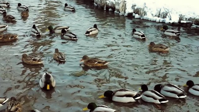a huge flock of ducks in search of food during the winter day