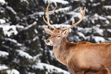 Naklejka na ściany i meble noble deer male in winter snow