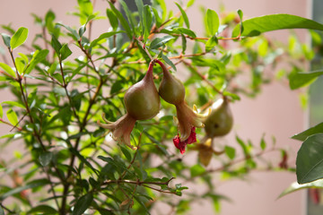 pomegranate in the window