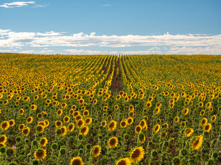 Obraz premium Field of sunflowers in a field Castila y Leon