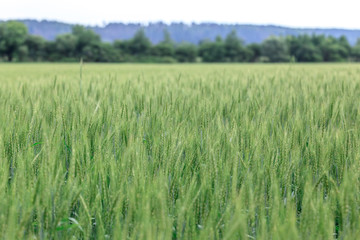 Wheat field on forest background