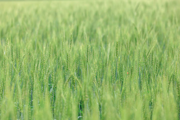 Wheat green field