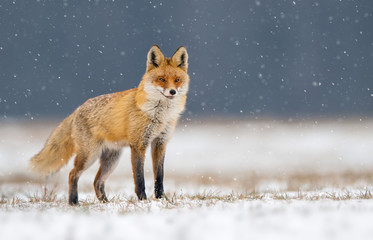 Fox (Vulpes vulpes)