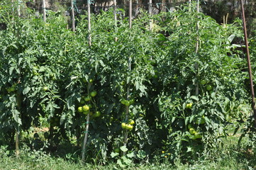 Fototapeta na wymiar The beautiful Tomato in farmland