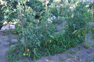 The beautiful Tomato in farmland