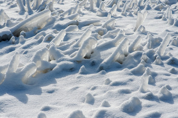 Frozen dried grass vegetations  covered with thick layer of hoar frost and  white snow on a sunny winter day.
