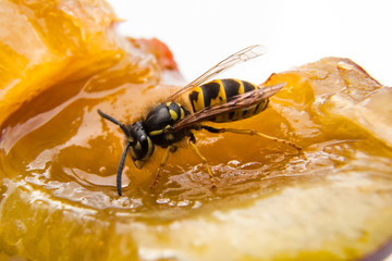 Closeup wasp on a plum