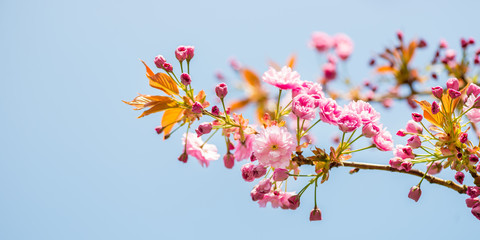Beautiful nature scene with blooming cherry tree in spring