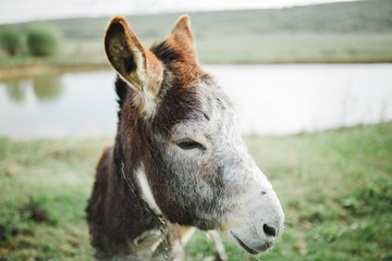 portrait of donkey in field
