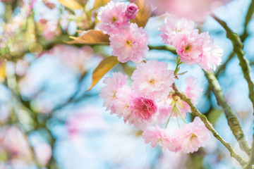 Beautiful nature scene with blooming cherry tree in spring