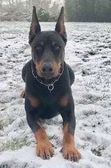 Dobermann Doberman Hund Dog 