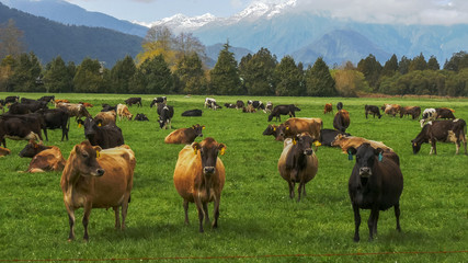 herd of dairy cows on a farm in new zealand