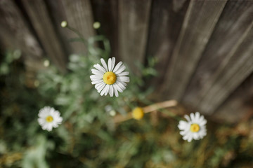 daisy in the grass