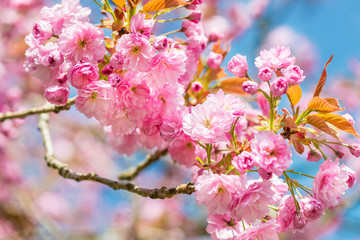 Beautiful nature scene with blooming cherry tree in spring